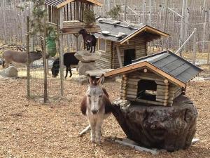 vacanze bambini animali asini Coldrano Val Venosta